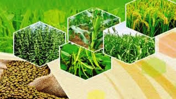 मेरी फसल मेरा ब्यौरा हरियाणा 2020