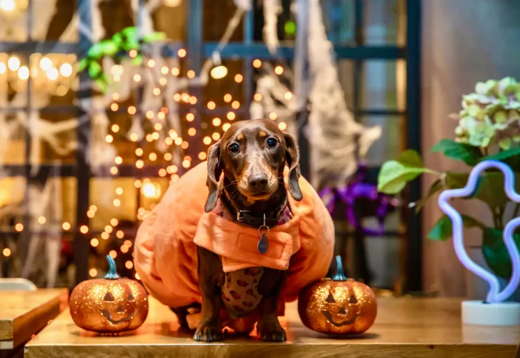 Dachshund Cafe™ London – 30th October Halloween – OFFICIAL POP+BARK